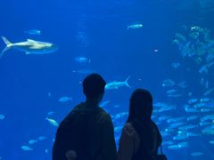 -鹿儿岛水族馆