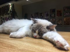 -藏猫猫咖啡主题馆(中央大道店)