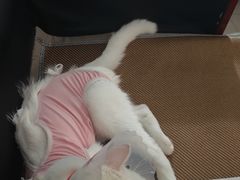 -宠颐生中康贝怡动物医院