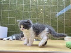 -帕帕拉兹宠物(亚洲旗舰店)