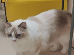 -猫在这儿猫咪咖啡馆·撸猫馆