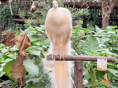 -呀路古热带植物园