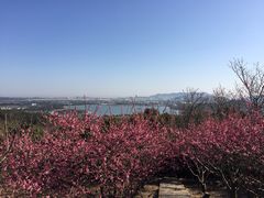-香雪海