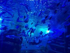 -江和美海洋公园