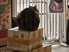 -平行世界·猫咖(首经贸店)