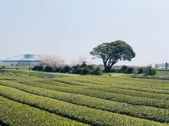 -雪绿茶博物馆