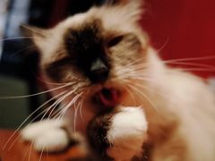 -猫色咖啡·猫咖