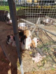 -萌宠亲子动物乐园(槐房万达店)