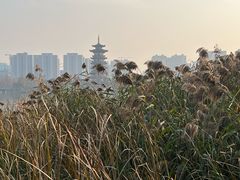 -洋湖国家湿地公园