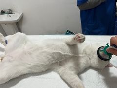 -灵美宠物诊所