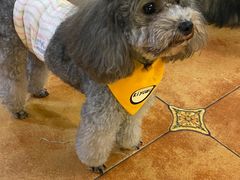 -more than meow吴止猫主题餐厅(承德 中船汇店)