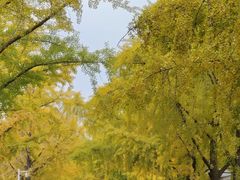 -三里屯东五街银杏大道