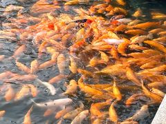 -长春市南湖公园