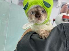 -爱洗澡的猫(望京店)