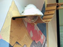 -滚猫咖啡·猫咖·猫友好撸猫(未来城店)
