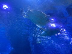 -太平洋海底世界