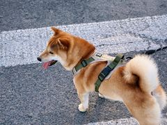 -广富林郊野公园