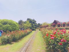 -上海滨江森林公园