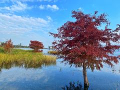 -洱海月湿地公园