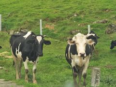 -南山云雾山珍酸奶特产体验店