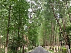 -合肥滨湖国家森林公园