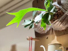 -本無咖啡·BeanWood Coffee