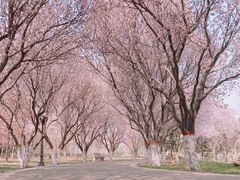-石家庄市植物园