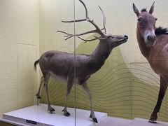 -国家自然博物馆