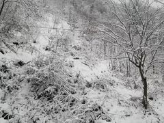 -秦岭风景区