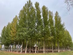-香山公园