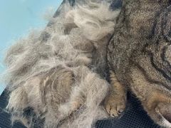 -爱洗澡的猫(望京店)