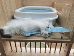 -怪兽屋·羊驼·猫咖·狗咖(俊华广场店)