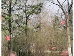 -沈阳鸟岛