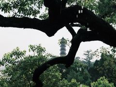 -江心屿景区