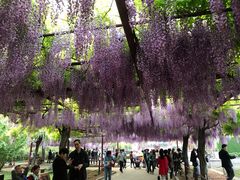 -嘉定紫藤园
