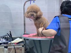 -宠福鑫康馨动物医院·骨科·眼科