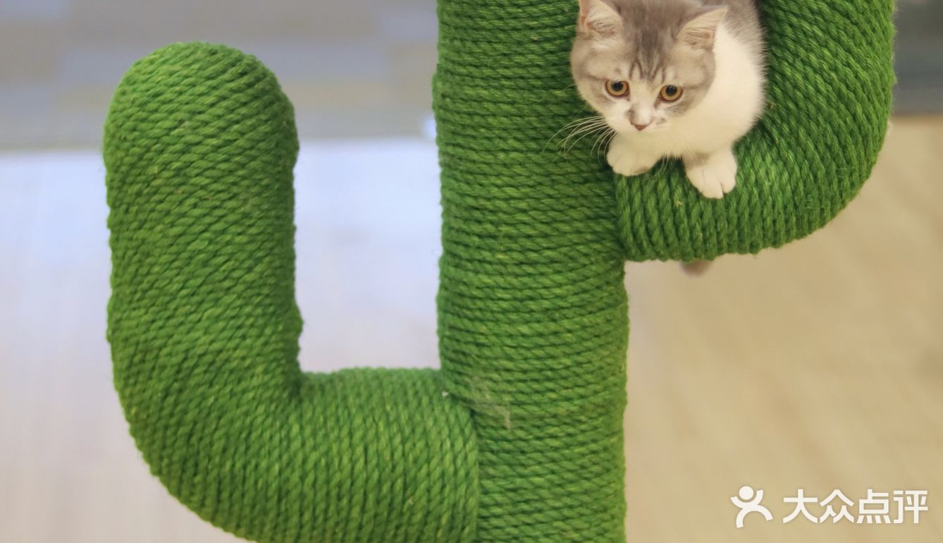 猫咖探店，和猫咪一起分享下午茶。