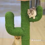猫咖探店，和猫咪一起分享下午茶。