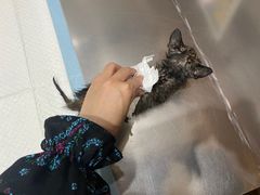 -瑞派名望志远动物医院·猫科·內科·异宠专科(直港大道店)