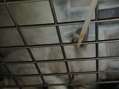-欣宠猫屋·矮脚拿破仑·蓝金金渐层
