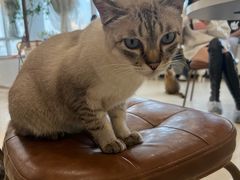-共舞时光猫咖·狗咖(新街口店)