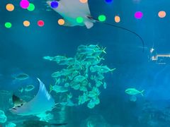 -烟台海昌鲸鲨海洋公园