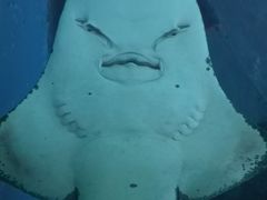 -暹罗海洋世界