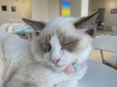 -怪兽屋·羊驼·猫咖·狗咖(俊华广场店)