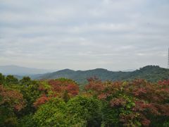 -天鹿湖森林公园