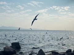 -深圳湾公园(南山区)