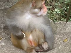 -黔灵山公园