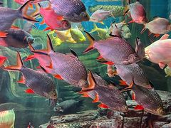 -上海海洋水族馆