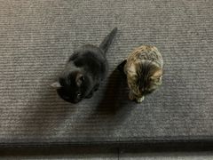 -牛街清顺斋小吃(牛街东里小区一区店)