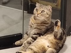 -猫儿山۰猫主题餐厅